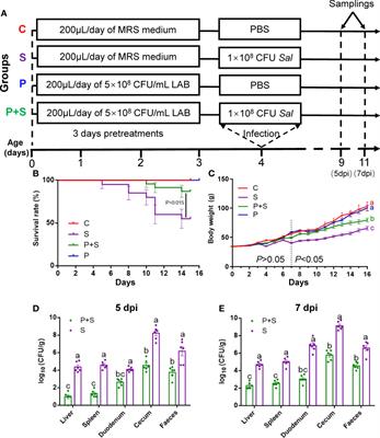 Lacticaseibacillus rhamnosus alleviates intestinal inflammation and promotes microbiota-mediated protection against Salmonella fatal infections